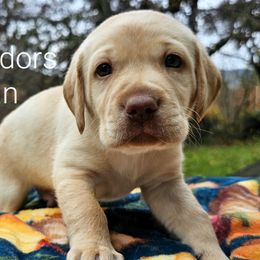Boy 2 - Yellow Labrador Retriever puppy in Rogue River, Oregon from PNW Labradors