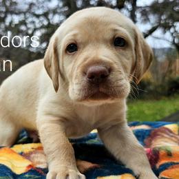 Boy 2 - Yellow Labrador Retriever puppy in Rogue River, Oregon from PNW Labradors