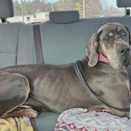 Rajah - Great Dane