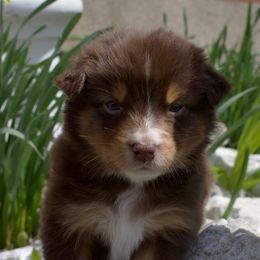 Zazu - Red tri-color Australian Shepherd puppy in Newport, Rhode Island from Wildings Australian Shepherds