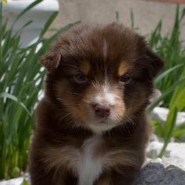 Zazu - Red tri-color Australian Shepherd puppy in Newport, Rhode Island from Wildings Australian Shepherds