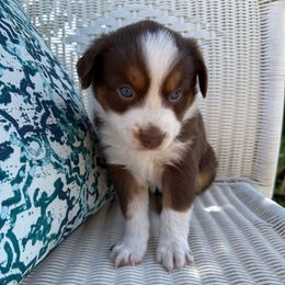 Ladybug - Red tri female Toy Australian Shepherd puppy in Medical Lake, Washington from MAS Gone Rogue