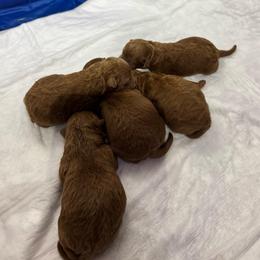Male 5 - Red  male Poodle puppy in Modesto, California from Oso’s Red Toy, Mini, & Standard Poodles