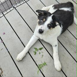Border Collie Puppies from LaTiKi Border Collies