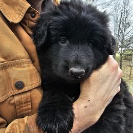 Tinsel - Black female German Shepherd puppy in Columbus, Indiana from Stony Lonesome GSD