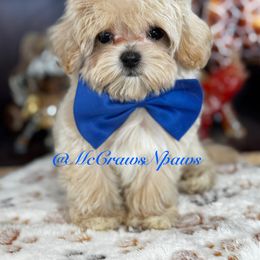 Boy 1 - Cream male Maltipoo puppy in Hesperia, California from McCraws N Paws