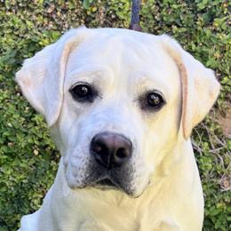 Labrador Retriever puppies from Kylie's White Labradors of Scottsdale