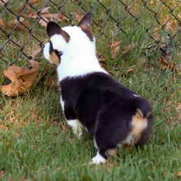 Belladonna (Bella) - Black and tan female Pembroke Welsh Corgi puppy in Benton, Arkansas from High Cotton Corgis