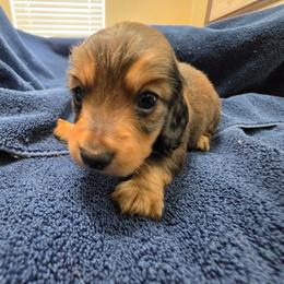 Tom - Sable male Dachshund puppy in Stillwater, Oklahoma from Shade Tree Dachshunds