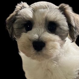 Miniature Schnauzers from My Schnauzer Pal 2