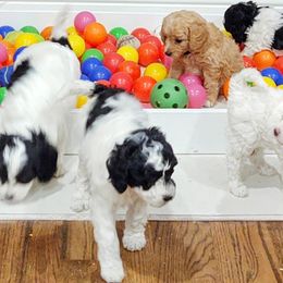 Cavapoo Puppies from California Doodles (central coast)