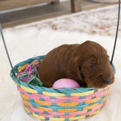 Goldendoodle, Irish Doodle, Labradoodle, and Poodle Puppies from Desert Doodles