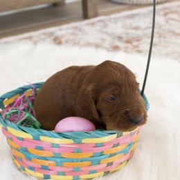 Goldendoodle, Irish Doodle, Labradoodle, and Poodle Puppies from Desert Doodles