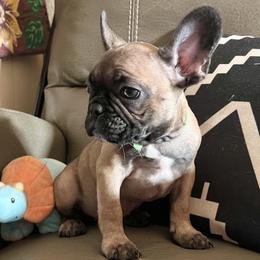 French Bulldog Puppies from Loving Frenchie Fam