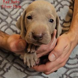 Red Collar - Silver gray male Weimaraner puppy in Indiana from So-IN Weimaraner's