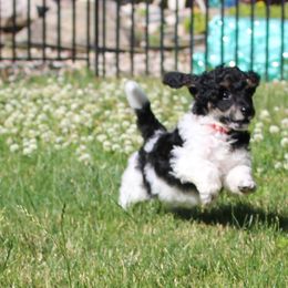 Halo - Parti female Poodle puppy in Grand Rapids, Michigan from Earthstone Poodle