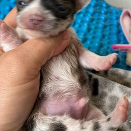 Quinn - Merle male Chihuahua puppy in Westport, New York from Chantilly chihuahuas
