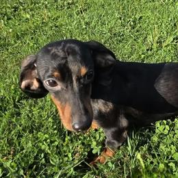 Zoe - Dachshund