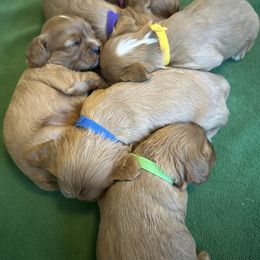 Cavalier King Charles Spaniel Puppies from Sweet Southern Cavaliers and Frenchies