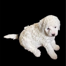Wallie Girl - Cream female Goldendoodle puppy in Murrieta Ca, California from Gloria's Goldendoodles