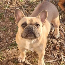 Tefiti - French Bulldog