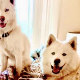 Siberian Huskies from Bogarts Legacy ..... Wooly Siberian Husky Puppies