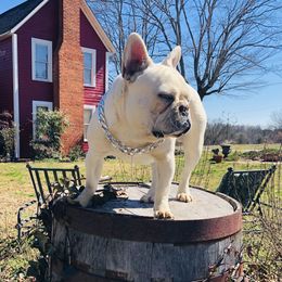 Casper - French Bulldog