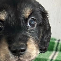 Dachshunds from Mercer’s Stateline Doxie Ranch