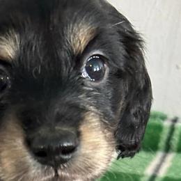 Dachshunds from Mercer’s Stateline Doxie Ranch