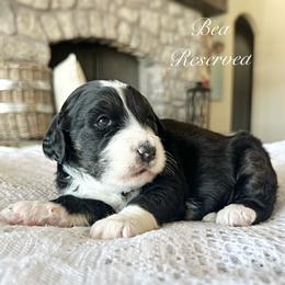 Bea - Tri-color female Bernedoodle puppy in Salina, Oklahoma from Hudson Shore Bernedoodles