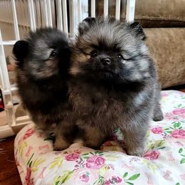 Pomeranian Puppies from JaElle Pomeranians