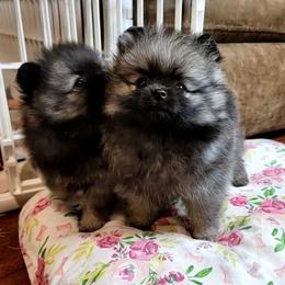 Pomeranian Puppies from JaElle Pomeranians