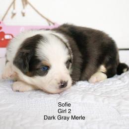 Dark Blue Merle Girl - Blue merle female Miniature Australian Shepherd puppy in Burkesville, Kentucky from Bline’s Awesome Aussies & Doxies at the Bline Family Farm