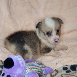Reese - Sable merle and white female American Corgi puppy in Dunbar, Nebraska from Vintage Corgis