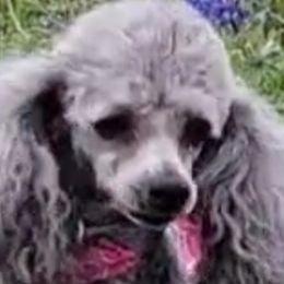 Goldendoodles and Poodles from Rocking j doodles