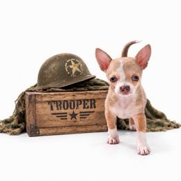 CKC Health Tested Trooper - Blue fawn male Chihuahua puppy in Scottdale, Pennsylvania from Itty Bitty Boston & Chi Co, Veteran Owned