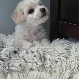 Girl - White female Bichon Frise puppy in Freehold, New Jersey from Michael & Nataliya's Pups