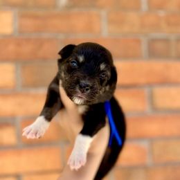 Atlas - Black tri-color male Australian Shepherd puppy in Kalamazoo County, Michigan from Loveland Kennels