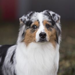 Sequinn - Australian Shepherd