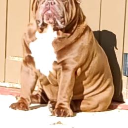 Peanut - Bulldog