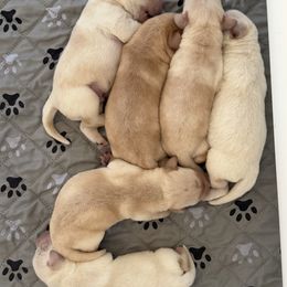 Boy 3 - Yellow male Labrador Retriever puppy in Ranchita, California from Pacific Crest Labradors