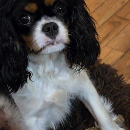 Lucy - Cavalier King Charles Spaniel