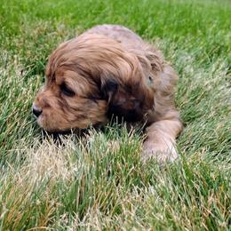 Cavapoo Puppies from Sophie's Puppy Den