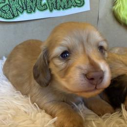 Puppy 2 - Cream male Dachshund puppy in Perryville, Maryland from Heavenly Heritage Dachshunds and Doods