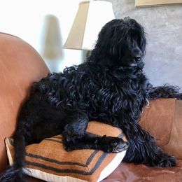 Billie - Portuguese Water Dog