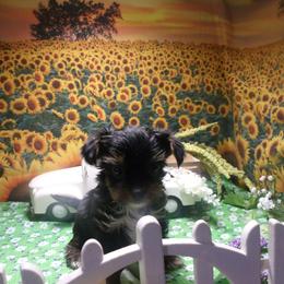 Yorkshire Terrier Puppies from Kristy Jamroz's Yorkshire Terriers