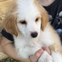 Aussiedoodle Puppies from Hearth&Hound Doodles