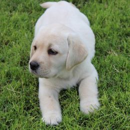 Labrador Retrievers from High Roller Labradors