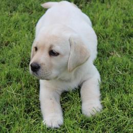 Labrador Retrievers from High Roller Labradors