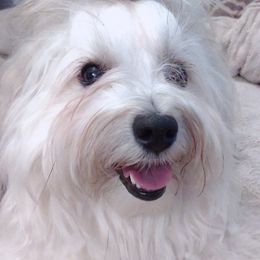 Obi - Havanese